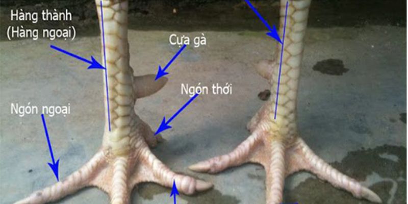 Nằm lòng toàn bộ thuật ngữ quan trọng xoay quanh “vảy gà”